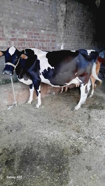 Friesian wachi ghar k urgent sale