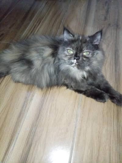 Persian Male For Sale