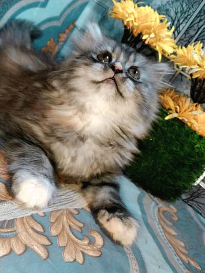 PERSION CAT