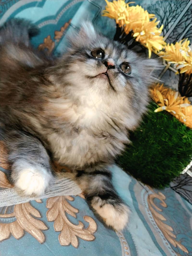 PERSION CAT 0