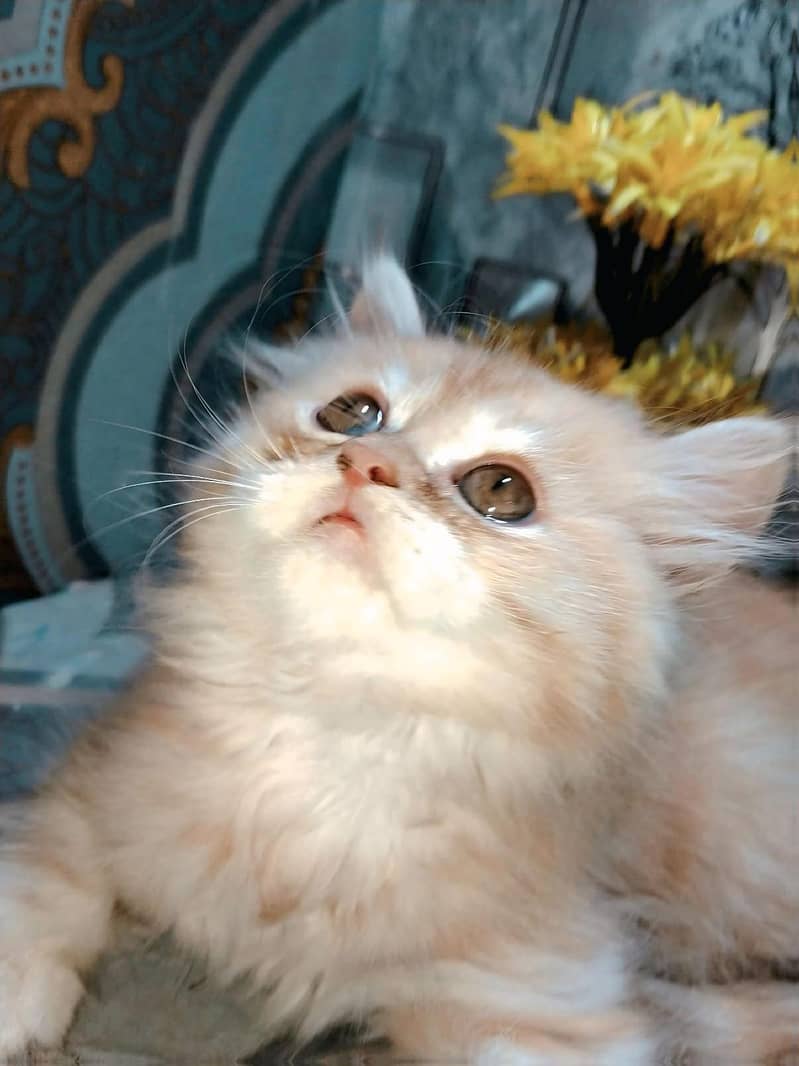 PERSION CAT 1