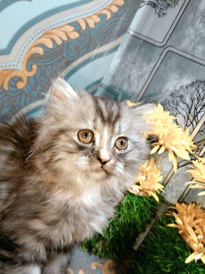 PERSION CAT 2
