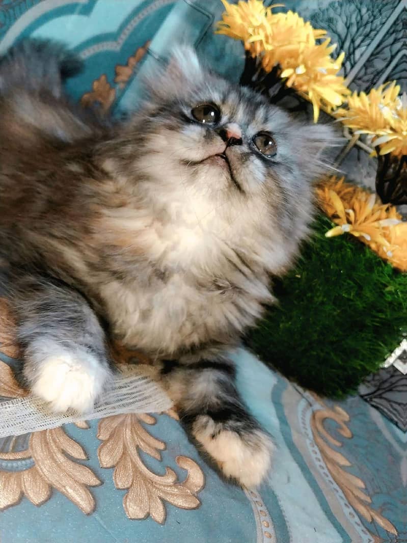 PERSION CAT 3