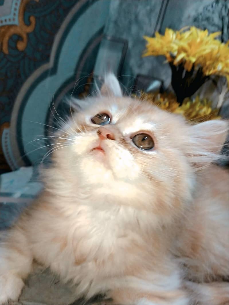 PERSION CAT 4