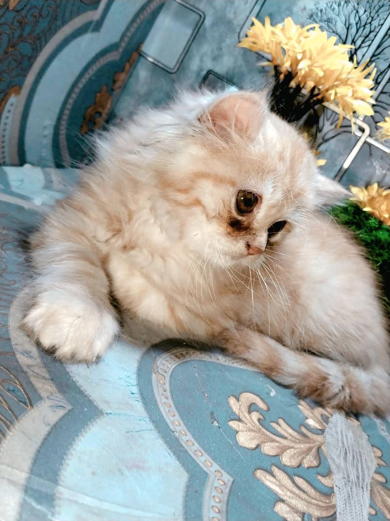 PERSION CAT 5