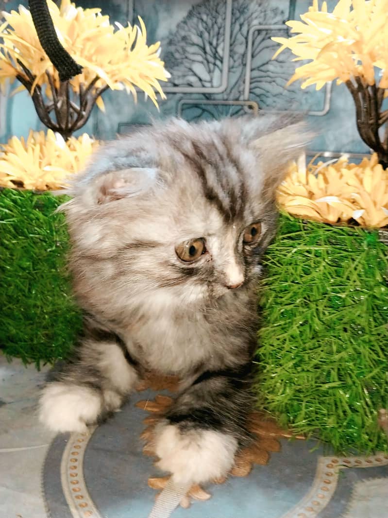 PERSION CAT 7