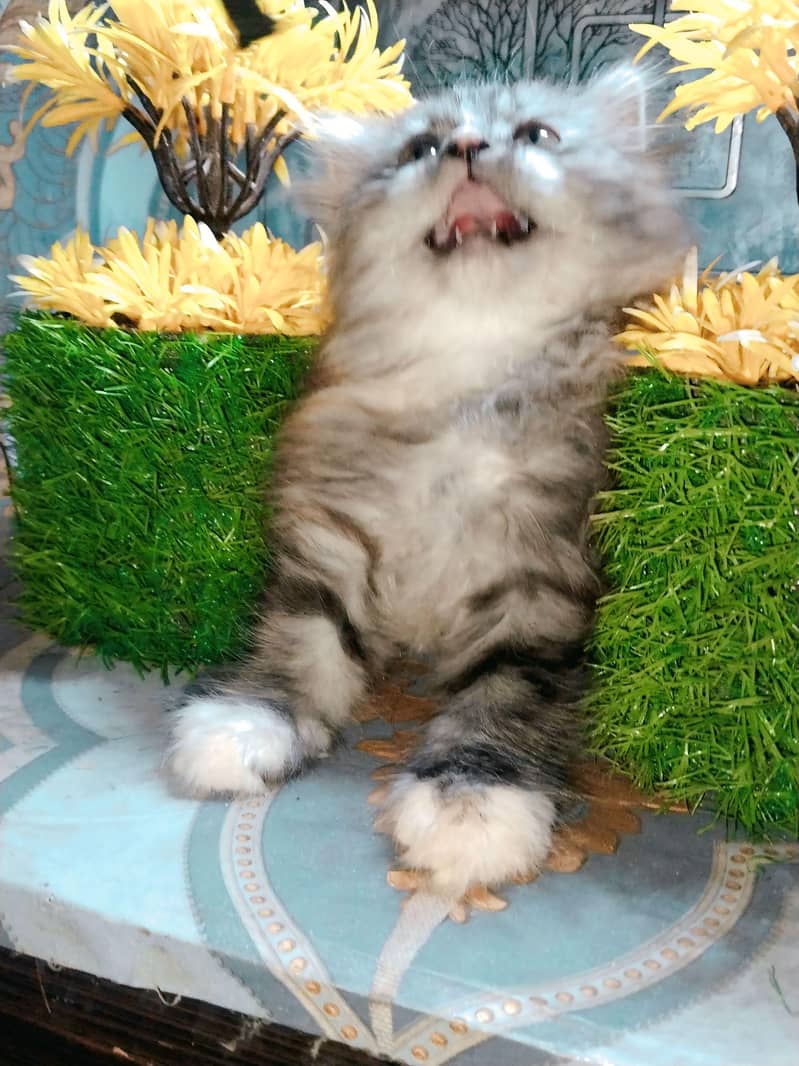 PERSION CAT 8