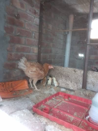 Desi murgi or 6 aseel chicks