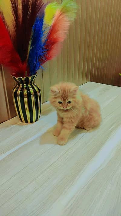 Persian Ginger kitten. 03227273727
