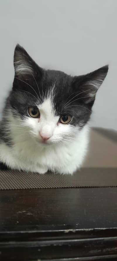 persian kittens