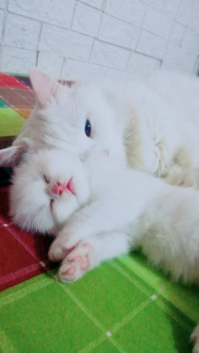 Persian kittens. . .