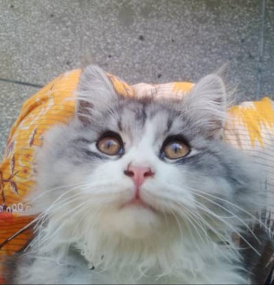 TRIPPLE COAT PERSIAN CAT