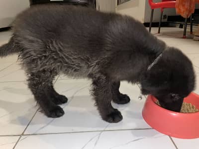 German shepherd black