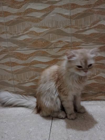 For Sale