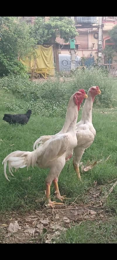 jarman shamo/ oh shamo /white shamo breedar male foresale