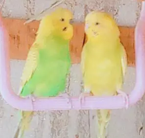 king size Healthy and Active budgie's for sale