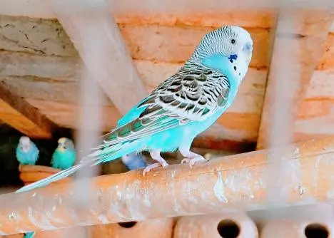 king size Healthy and Active budgie's for sale — photo 2