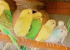 king size Healthy and Active budgie's for sale — photo 3