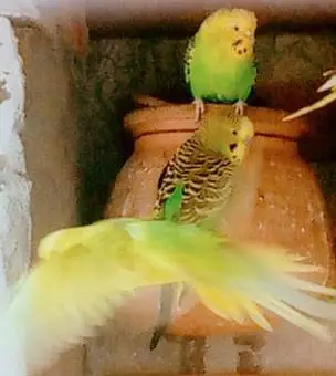 king size Healthy and Active budgie's for sale — photo 4