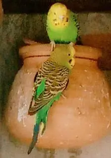 king size Healthy and Active budgie's for sale — photo 5