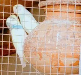 king size Healthy and Active budgie's for sale — photo 6