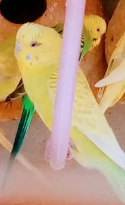 king size Healthy and Active budgie's for sale — photo 7