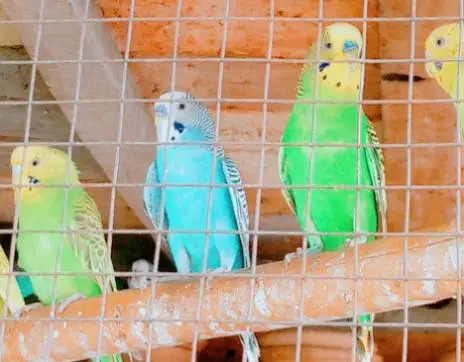 king size Healthy and Active budgie's for sale — photo 8