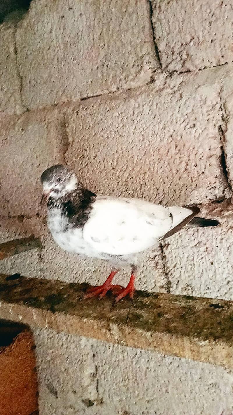 2 pairs 0