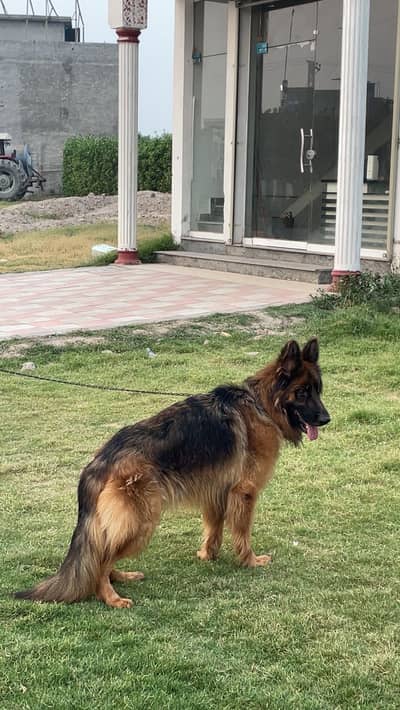 German shepherd female for sale
