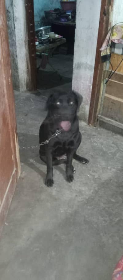 black Labrador female