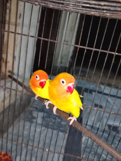 love birds