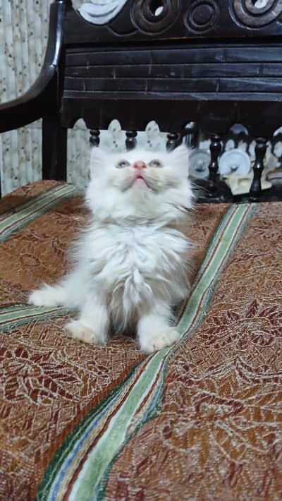 5 kittens for sale