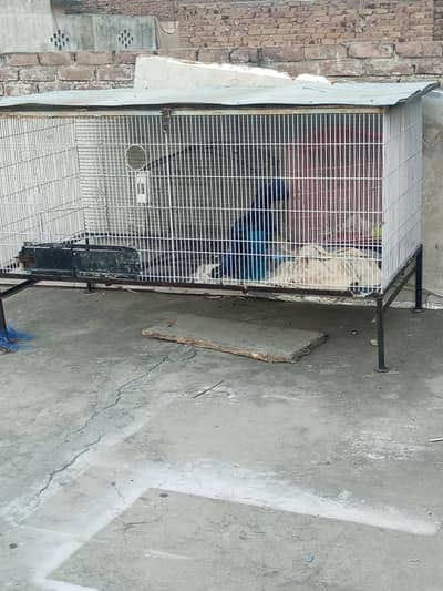cage for sale