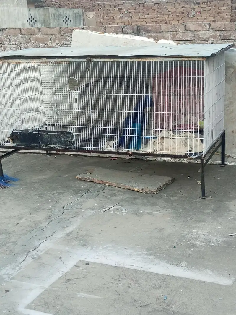 cage for sale