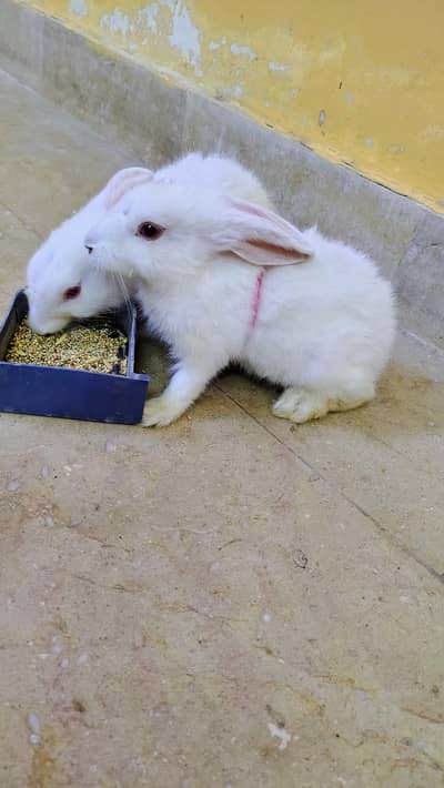 Rabbit red eyes pair available