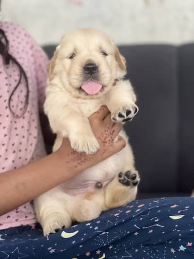 Golden retriever Pkc pedigree