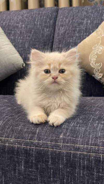 Persain kitten