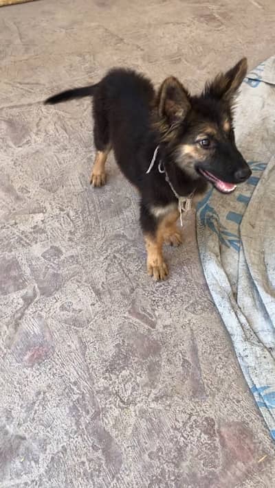 king shehpherd/ german shehpherd 3 month age