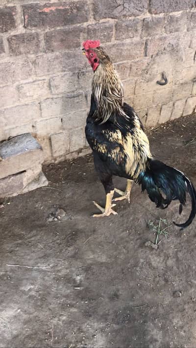 1 murga 3 murgi
