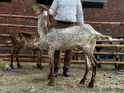 Female goats for sale