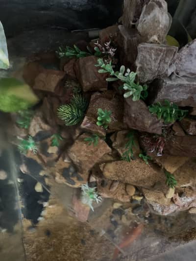 Beautiful Multi-Tier Fish Aquarium with Rocks & Plants Setup