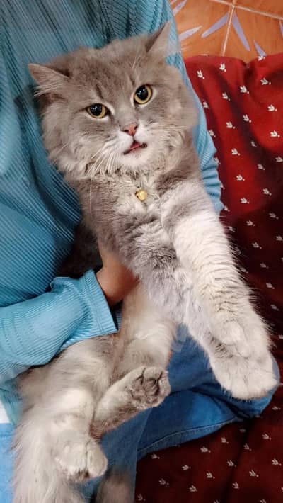 Fluffy Triple Coat Persian Male Cat