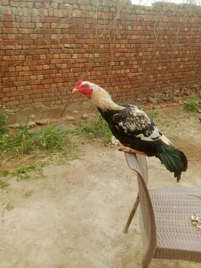 full healthy and active bird