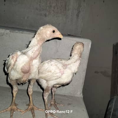 heera aseel chicks for sale