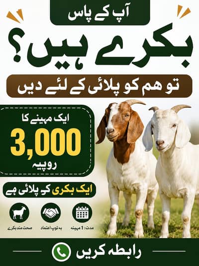 اپ کے بکرے اب ہم پالیں گے