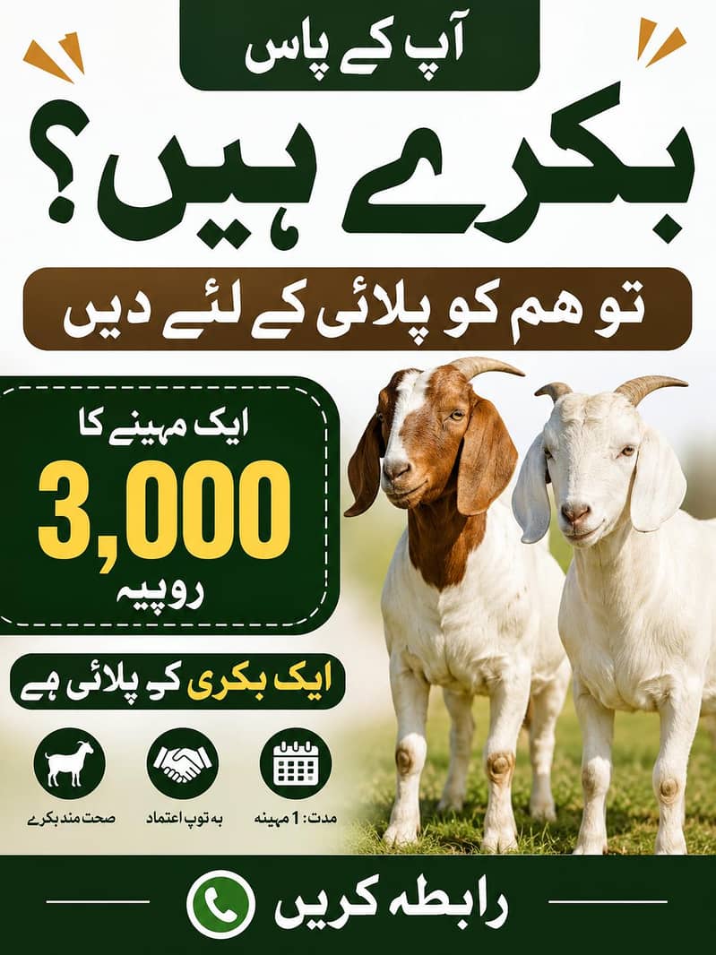 اپ کے بکرے اب ہم پالیں گے 0