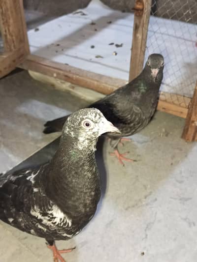 Healthy Pigeon Pair 3 Months Old for Sale