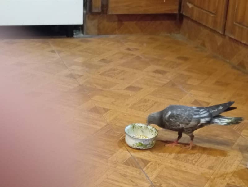 pigeon 0