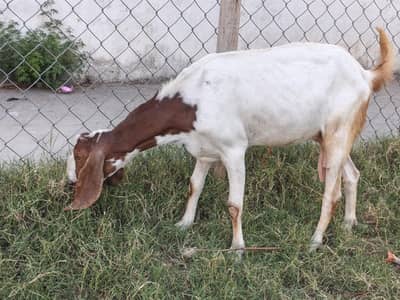 Sirff Bakriii haa. . . serious buyers contact karain