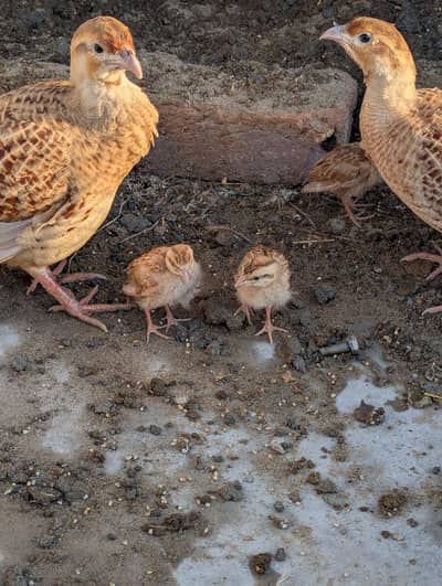 irani teeter chicks 20 days